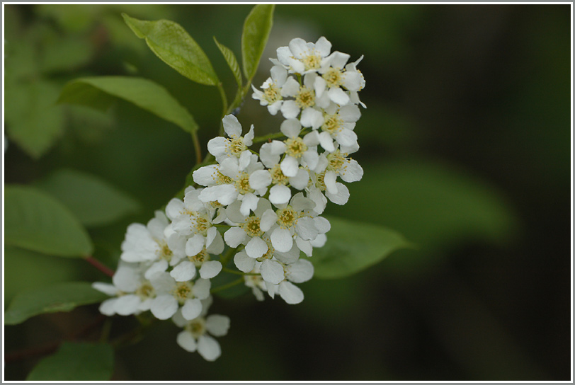 Blüte