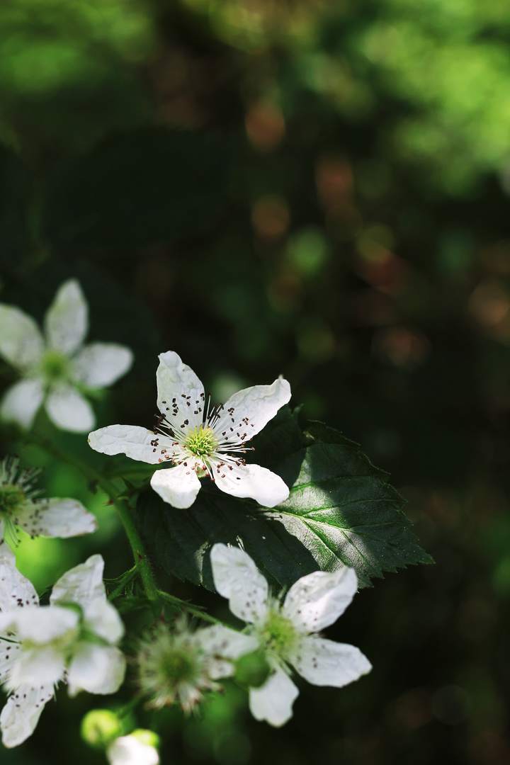 Blüte