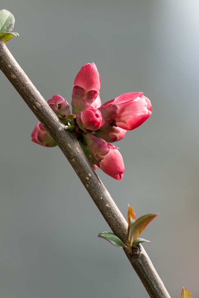 Blüte