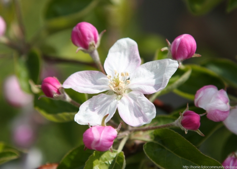 Blüte