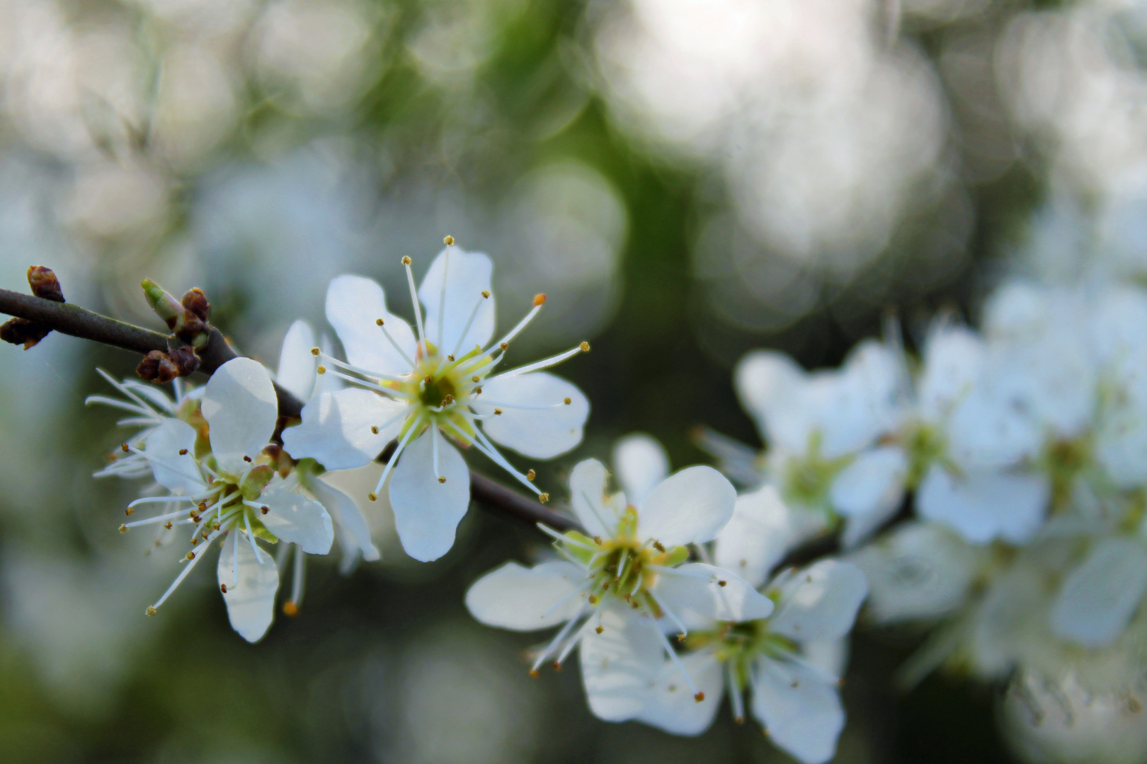 Blüte