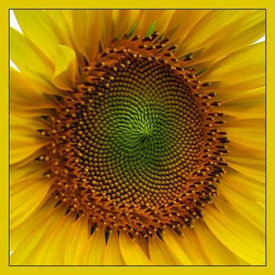 Sonnenblumen Bilder & Fotos