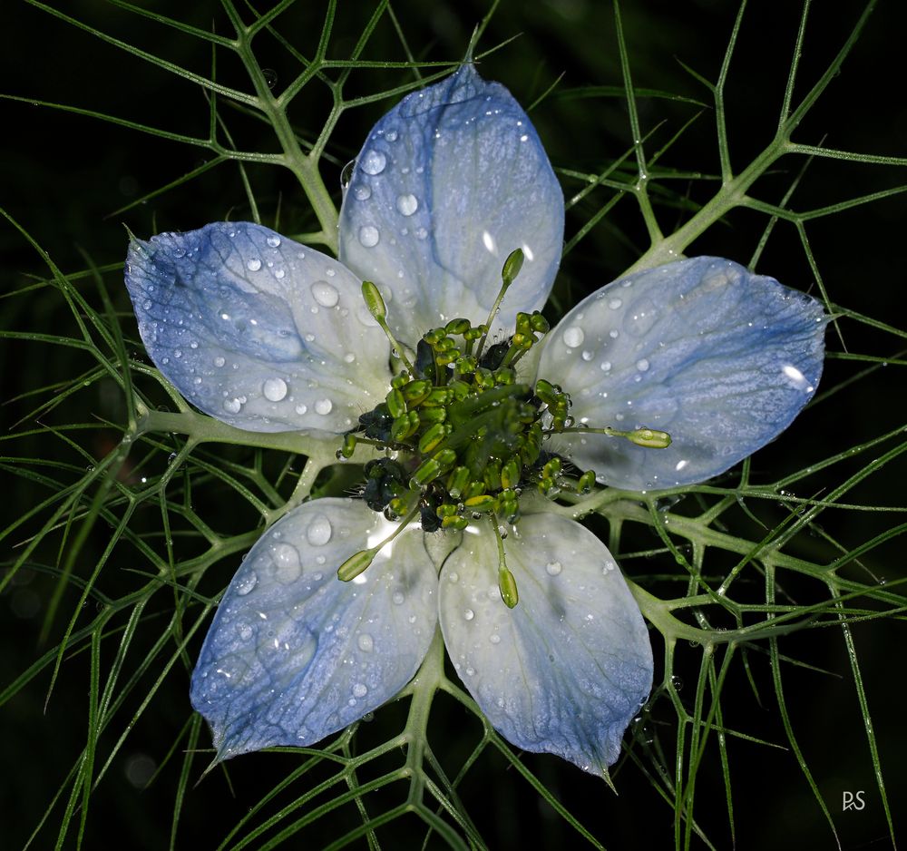 Blüte 8 - Jungfer im Grünen