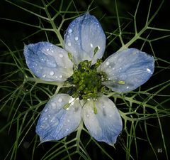 Blüte 8 - Jungfer im Grünen