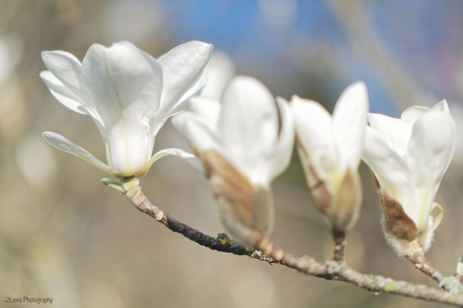 Blüte