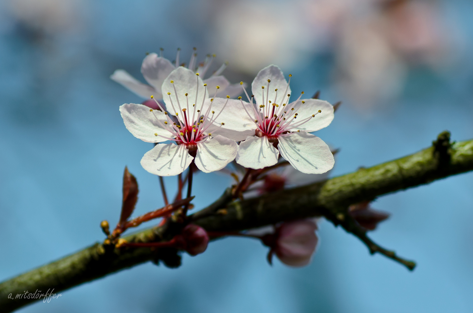 Blüte