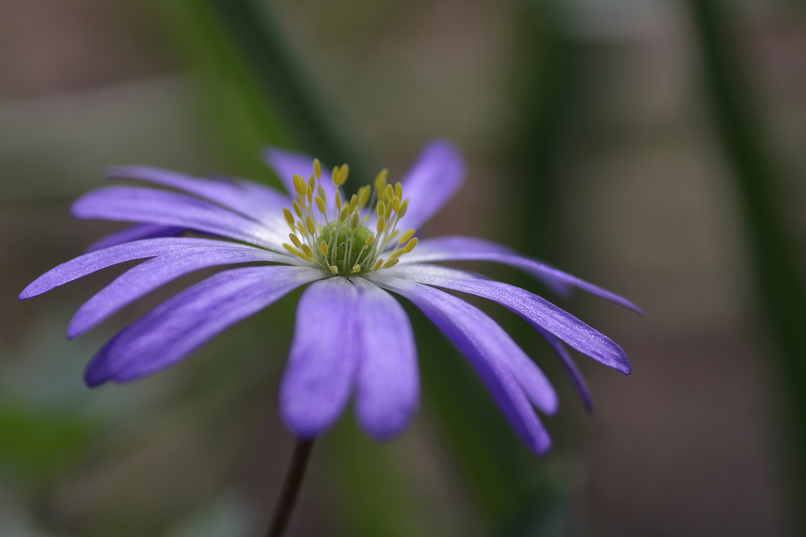 ~ Blüte ~