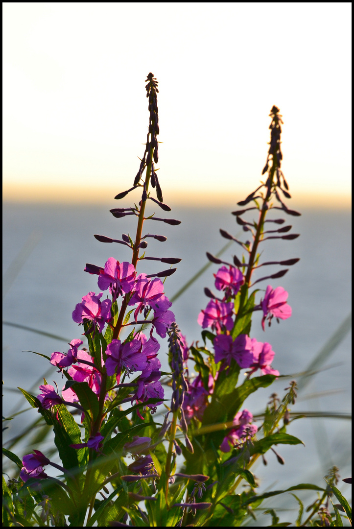 Blüte