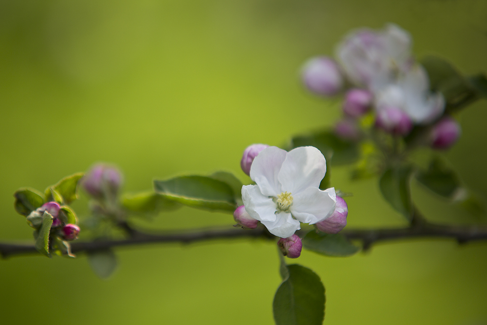 Blüte