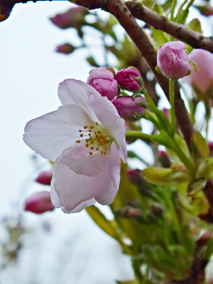 Blüte :)