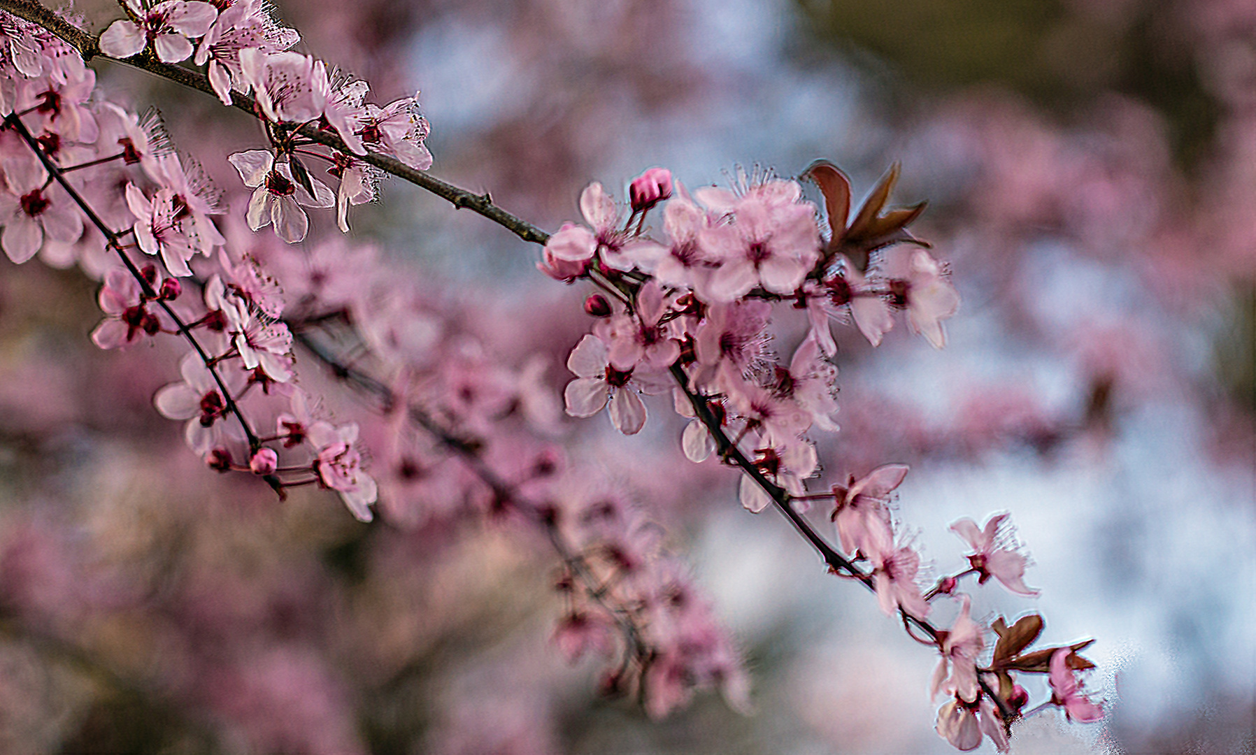 Blüte