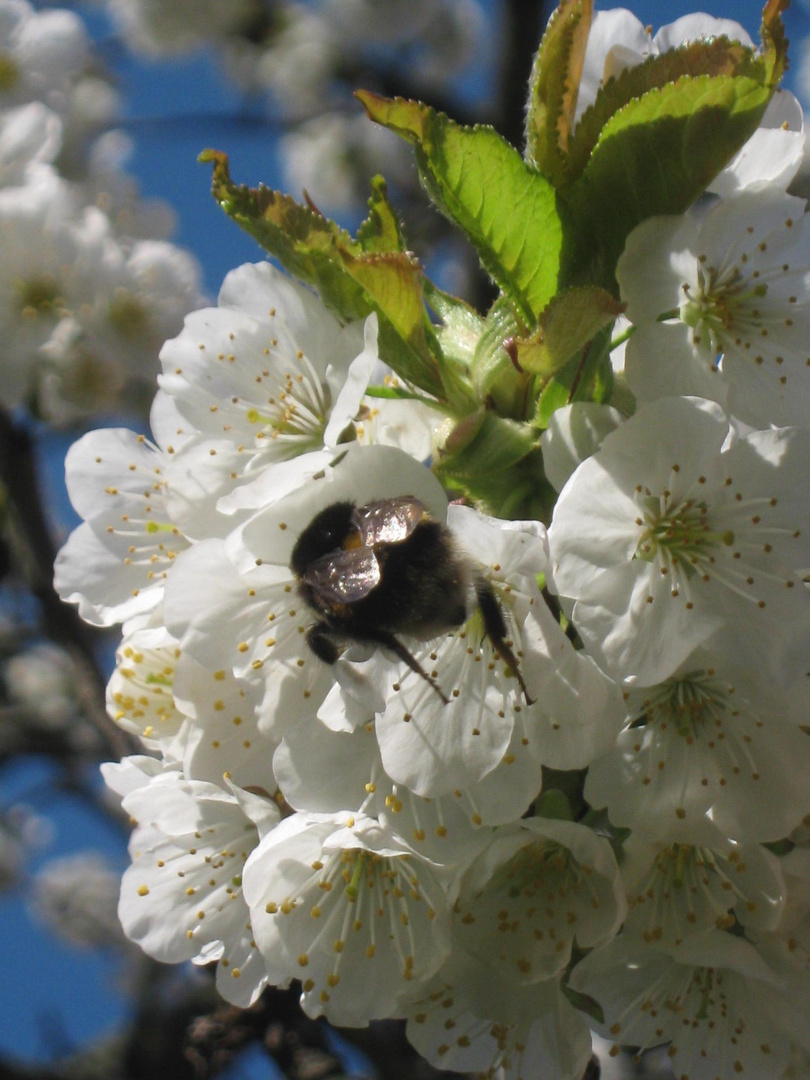 blüte