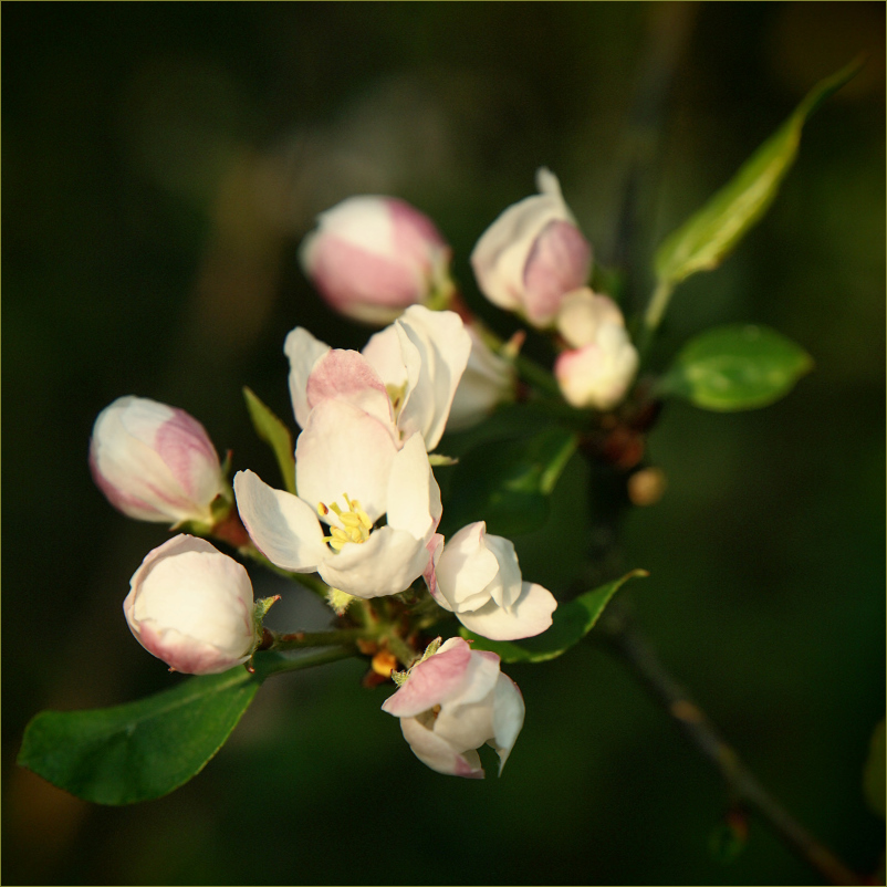 Blüte