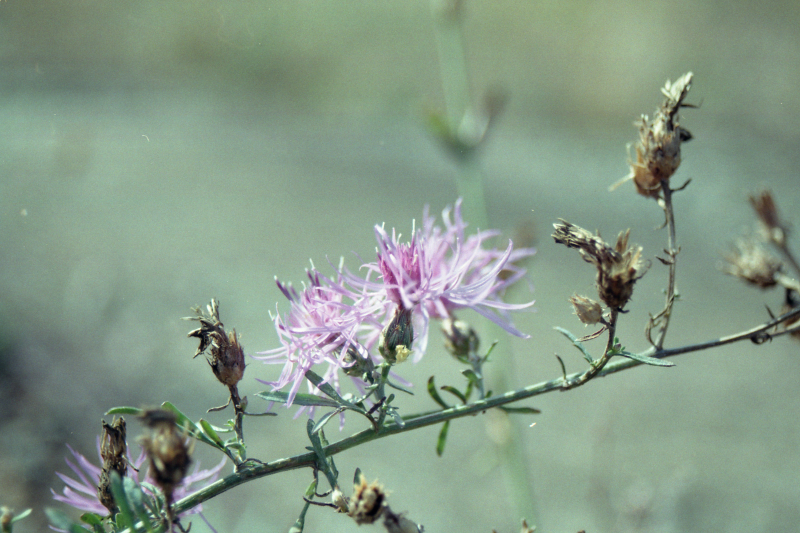 Blüte