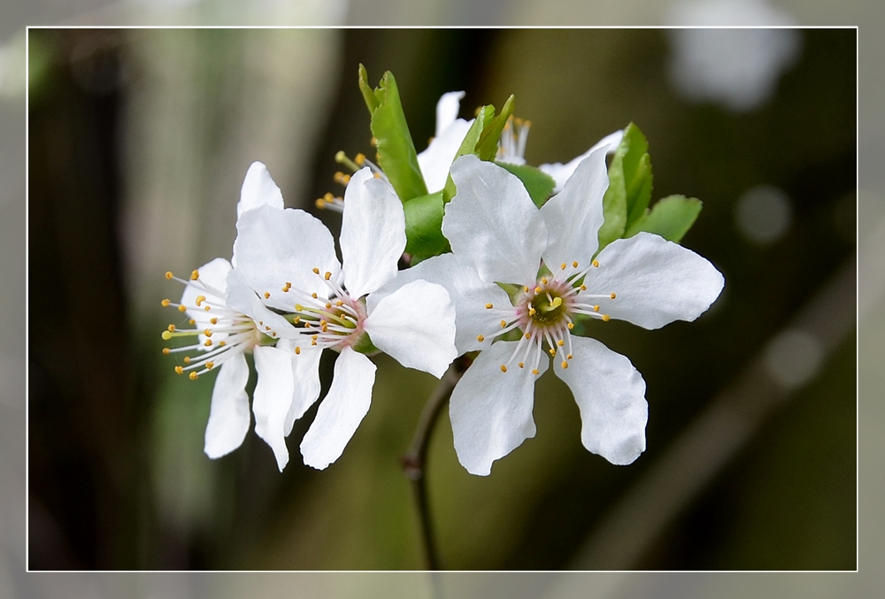 Blüte