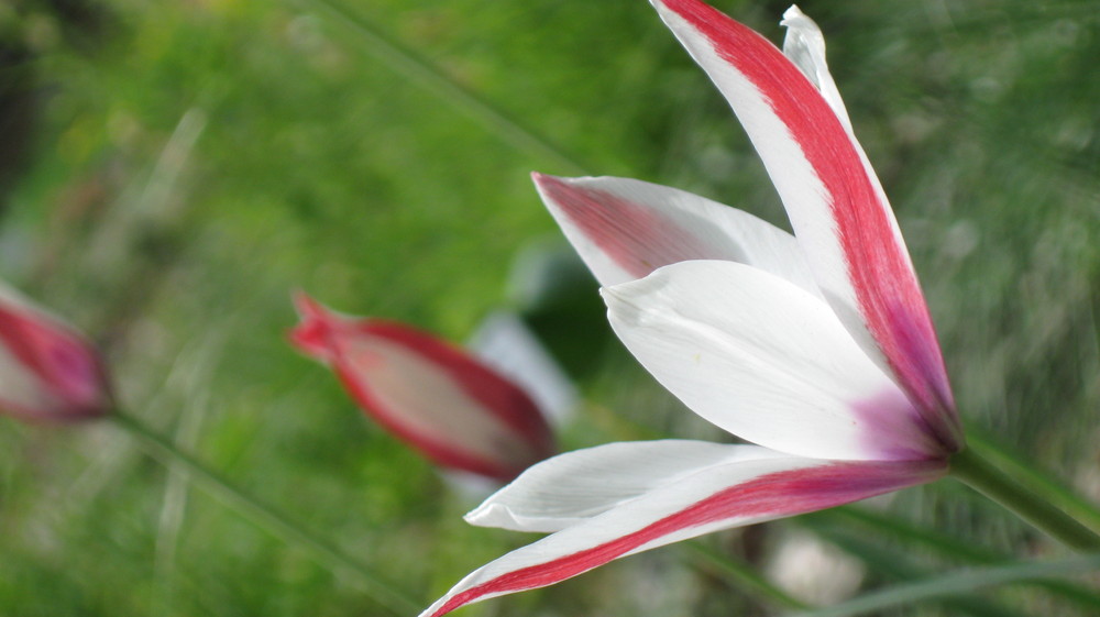 Blüte von Barbara1984 