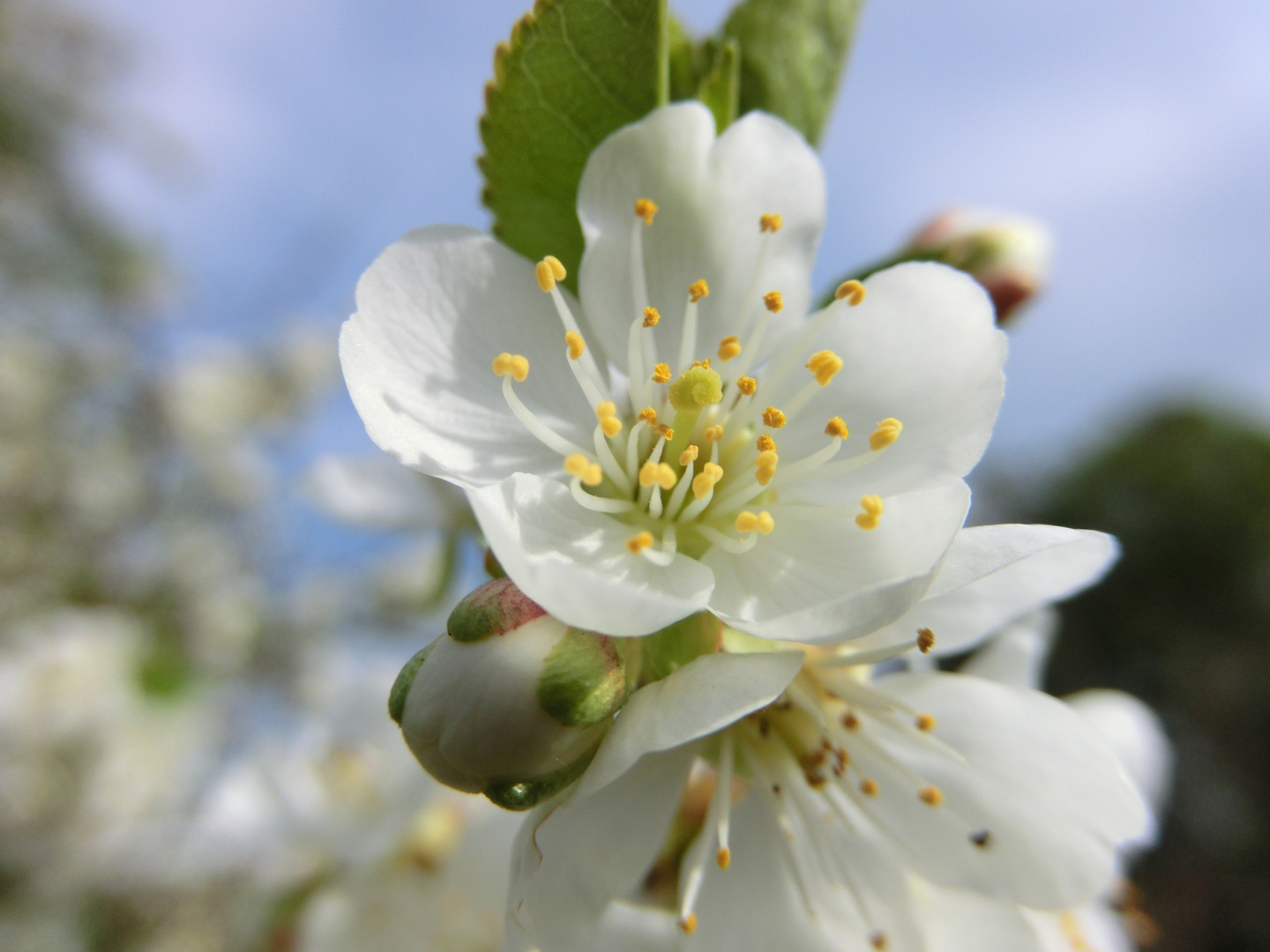 Blüte