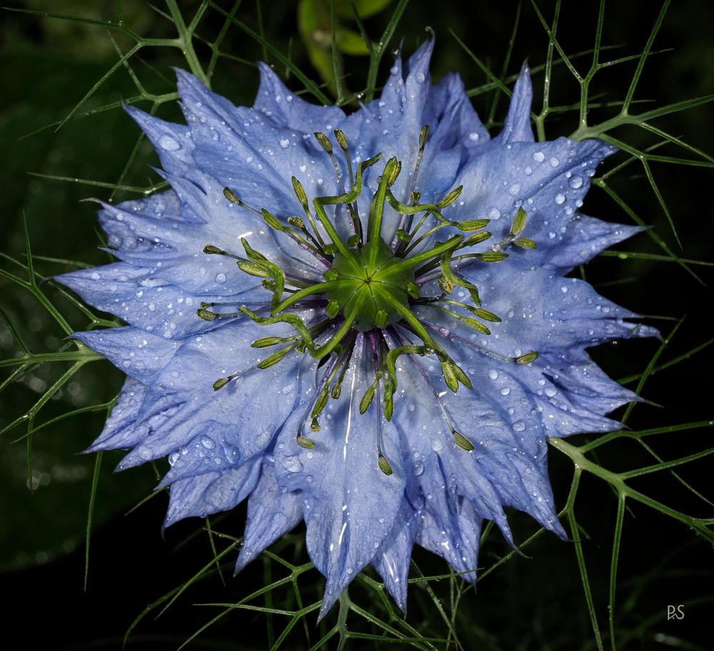 Blüte 9 - Jungfer im Grünen