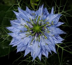 Blüte 9 - Jungfer im Grünen