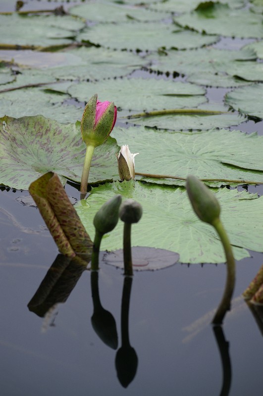 Blüte