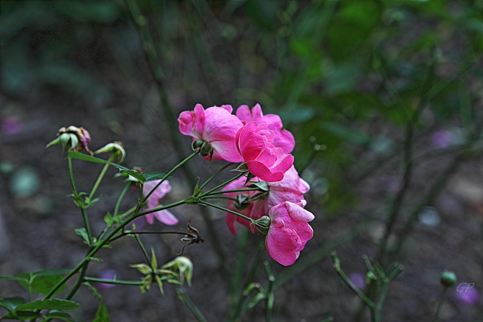 Blüte