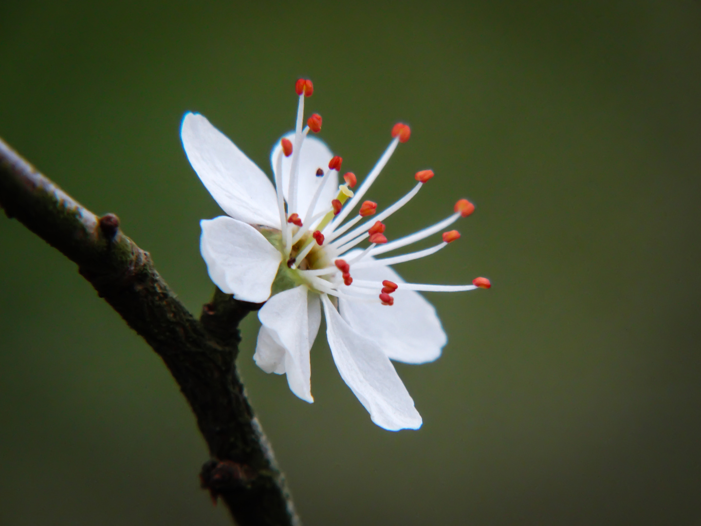 Blüte