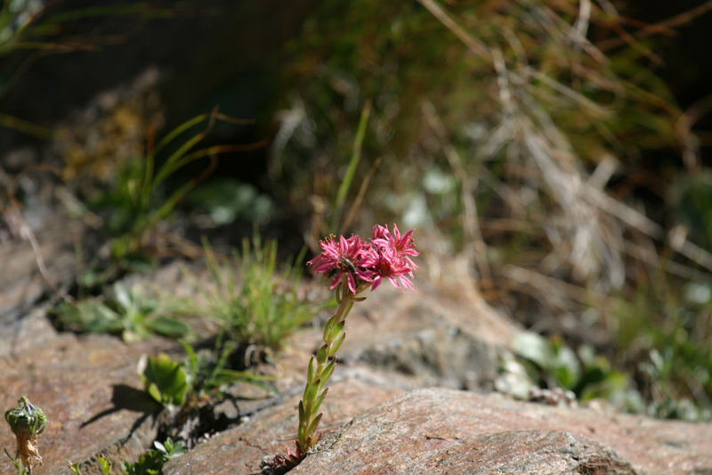 Blüte