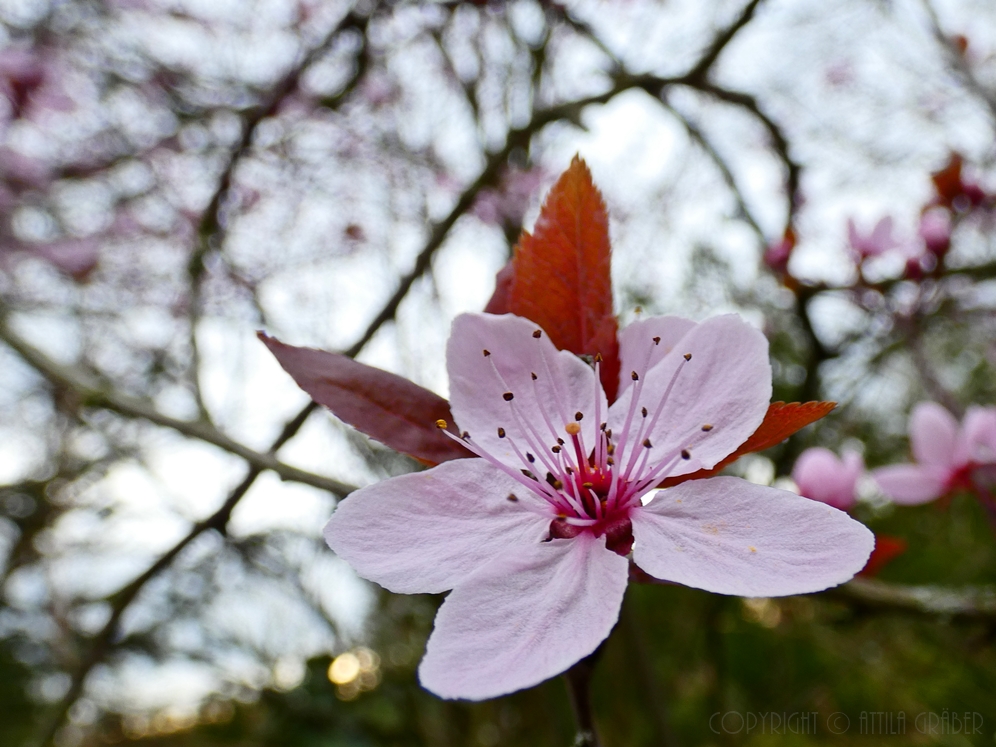 Blüte