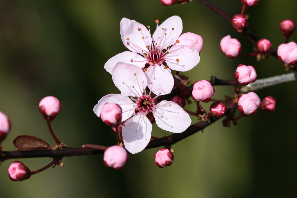 Blüte. von Jana Catherina Engel 