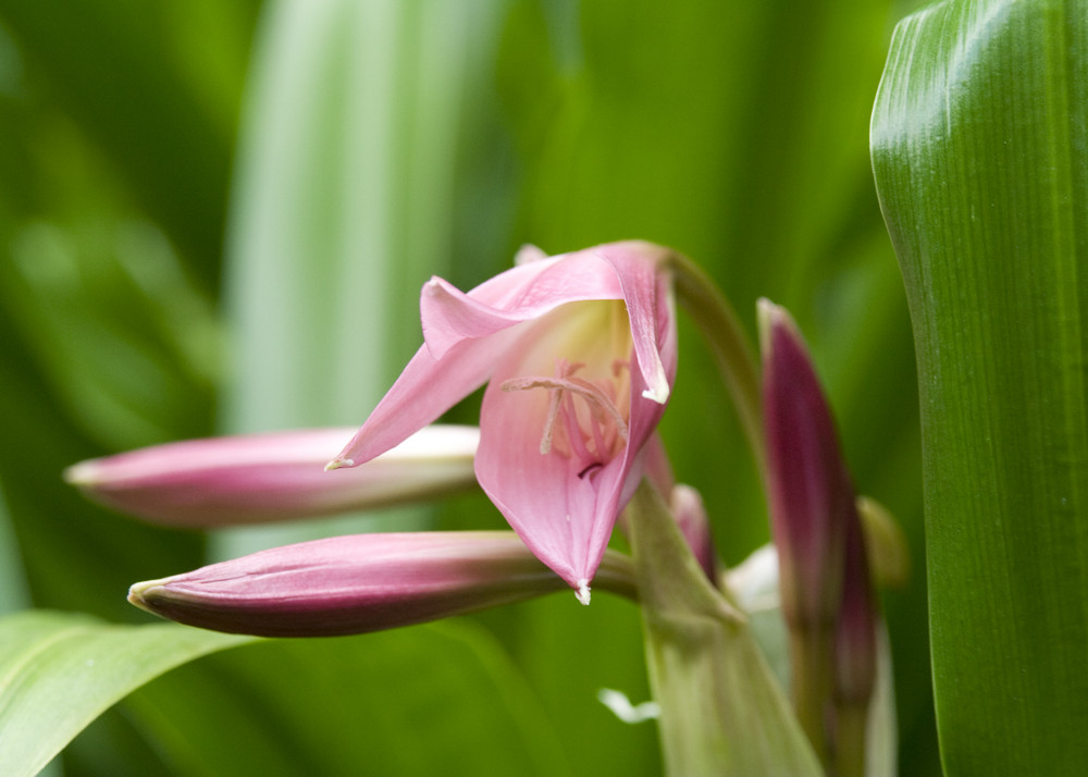 Blüte