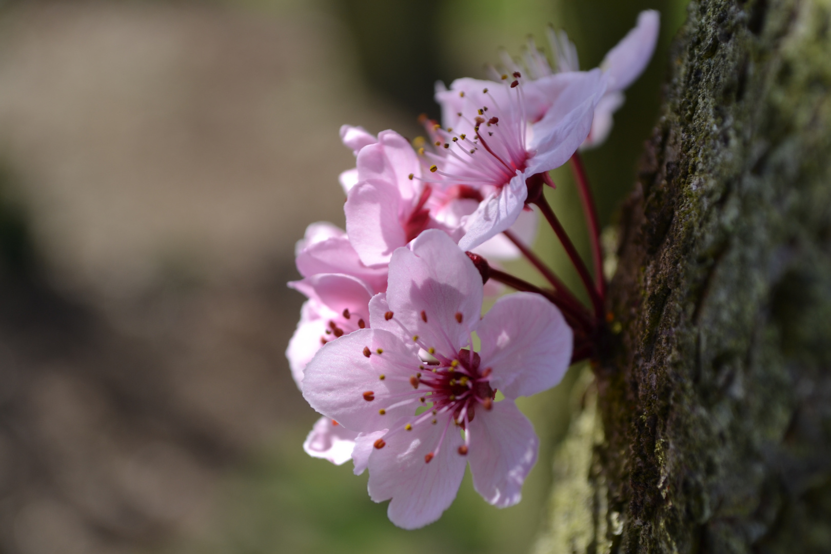 Blüte