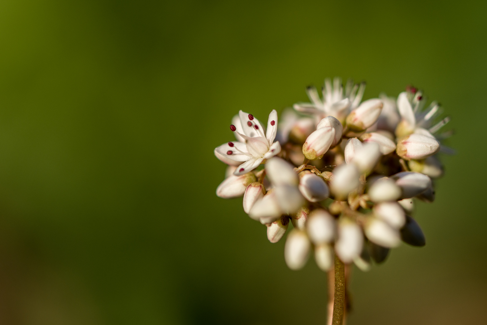 Blüte