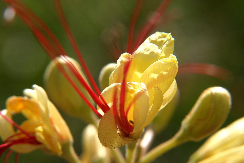 Blüte