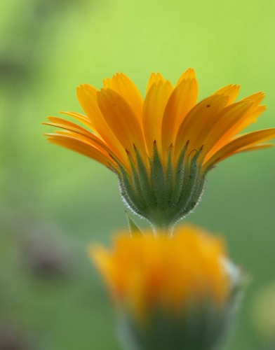 Blüte von Daniela Bernert