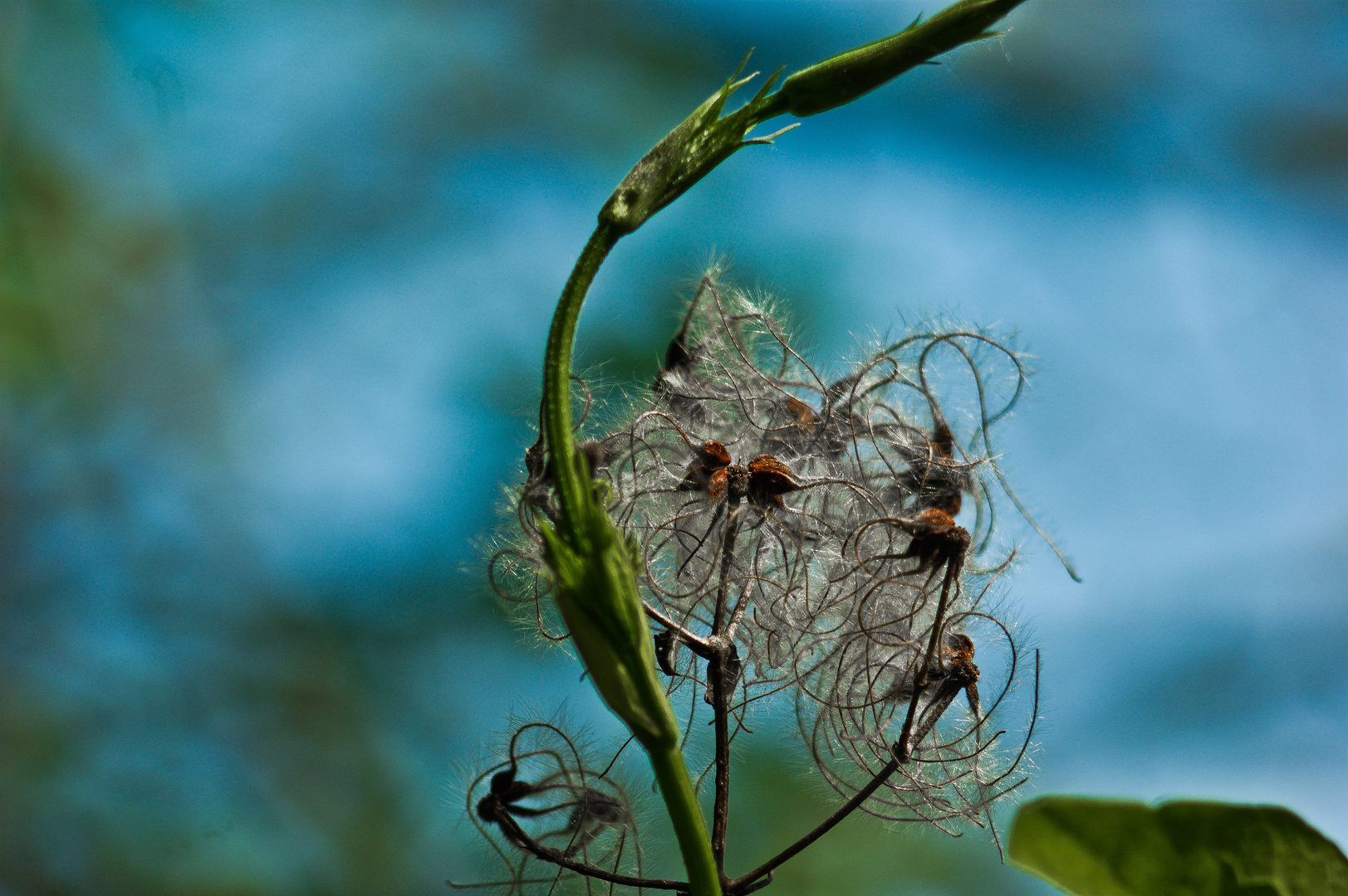 Blüte