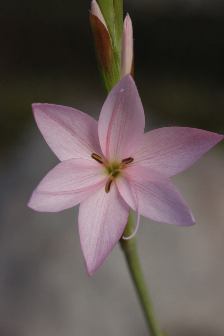 Blüte am 13.11.2010