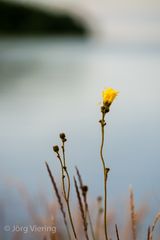 Blüte am Abend