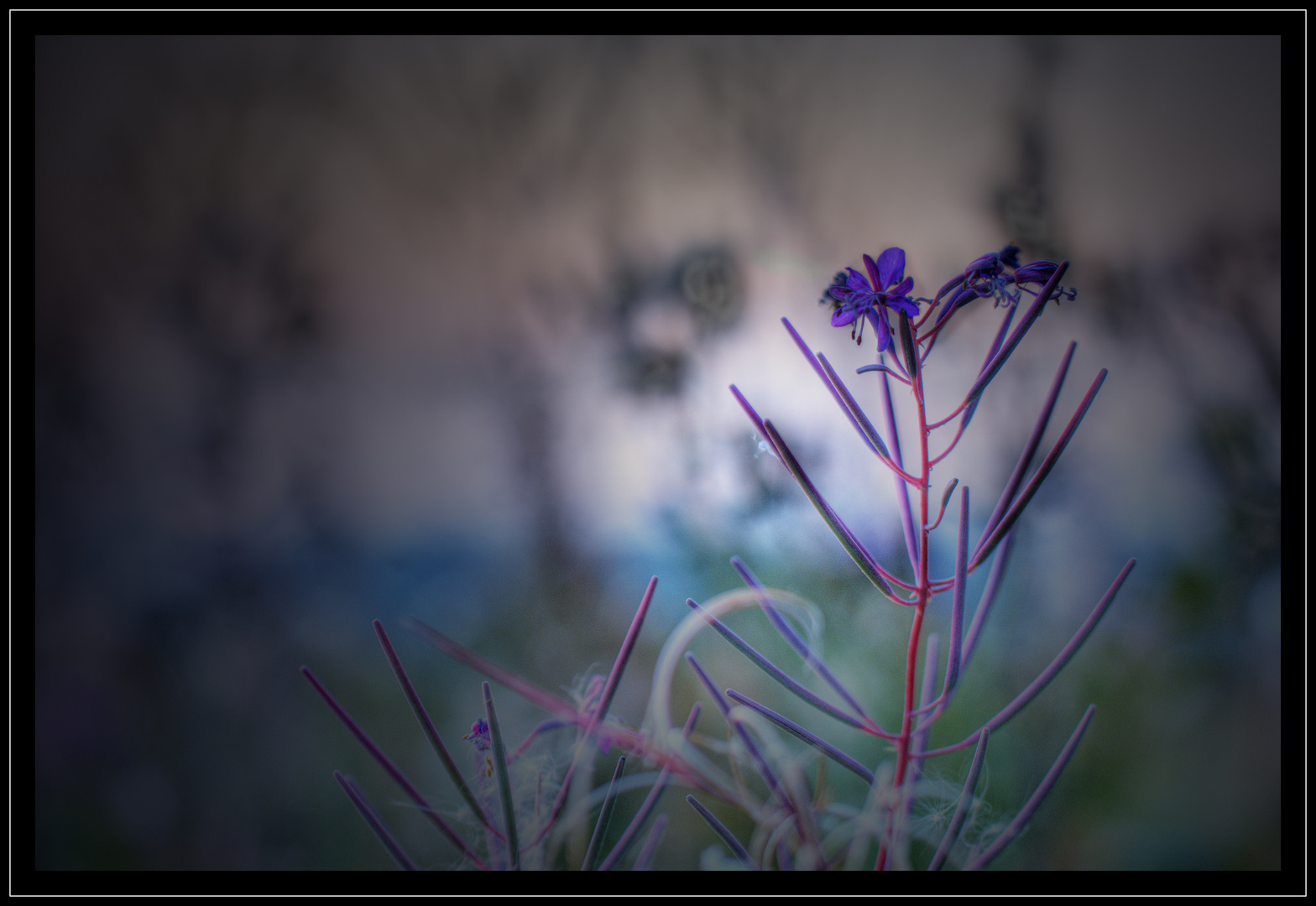 Blüte am Abend