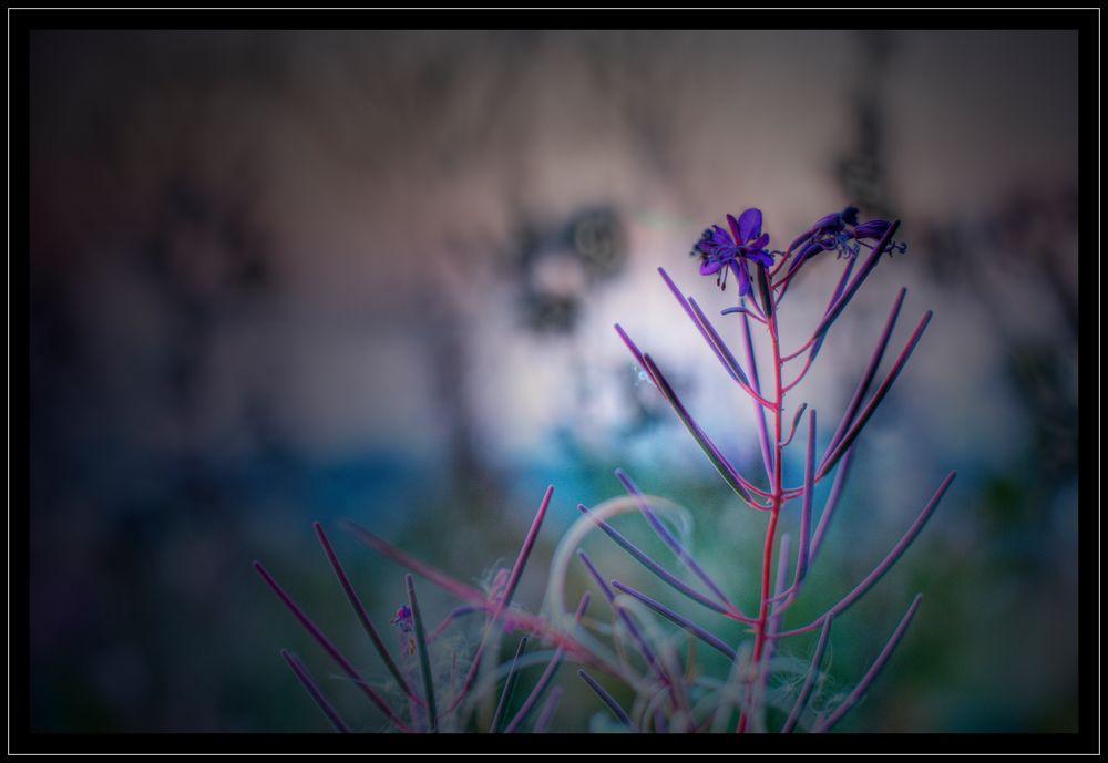 Blüte am Abend