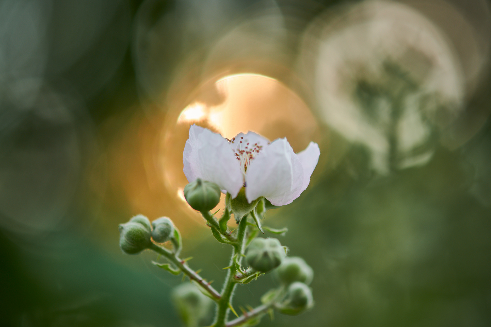 Blüte am Abend