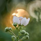 Blüte am Abend