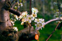 Blüte am Apfelbaum