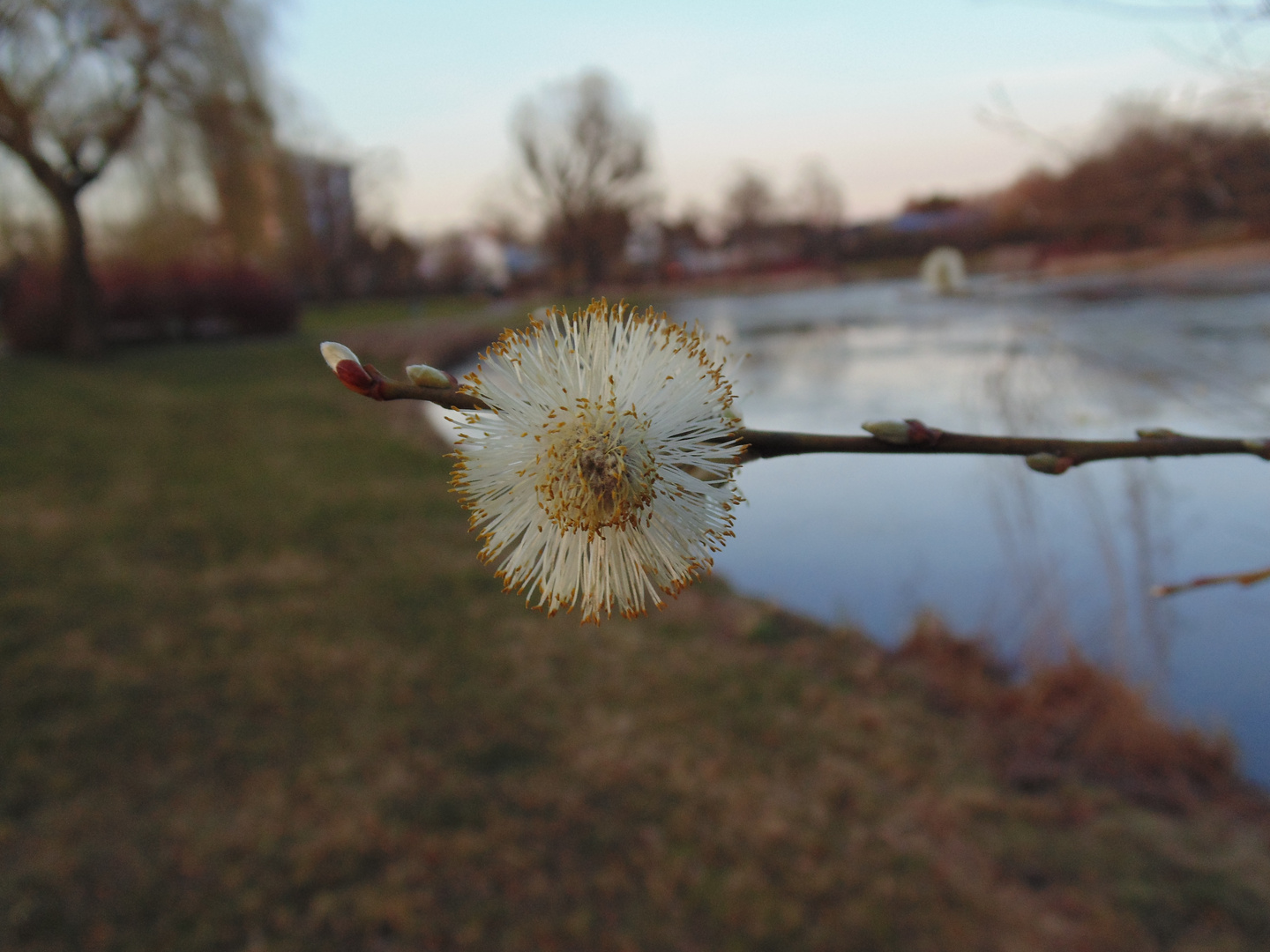 Blüte am Ast