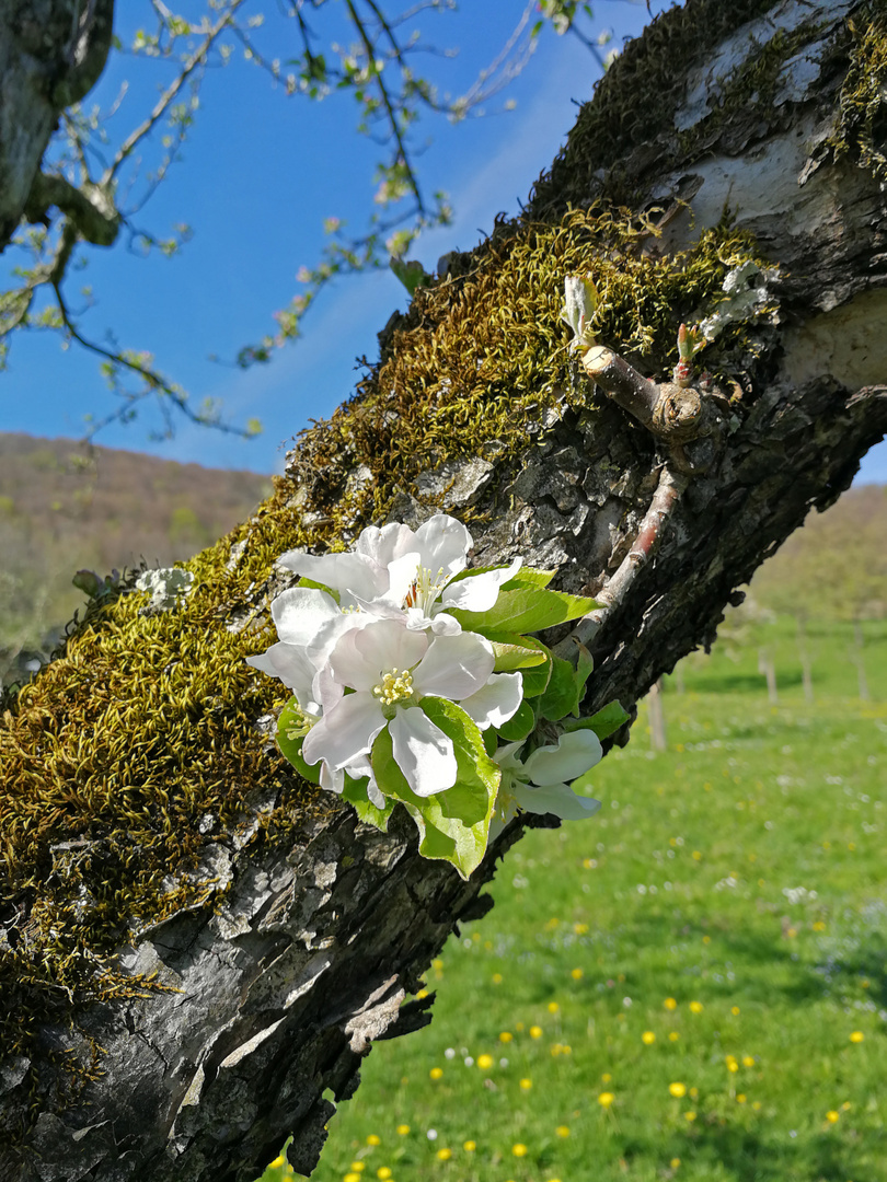 Blüte am Baum