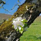 Blüte am Baum