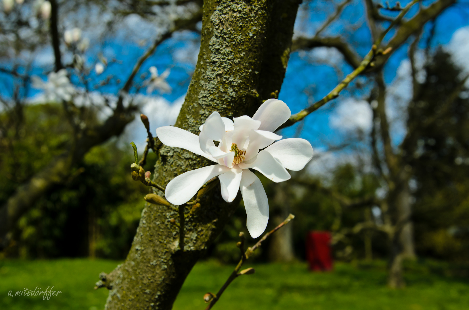 Blüte am Baum