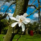 Blüte am Baum