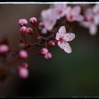 Blüte am Baum