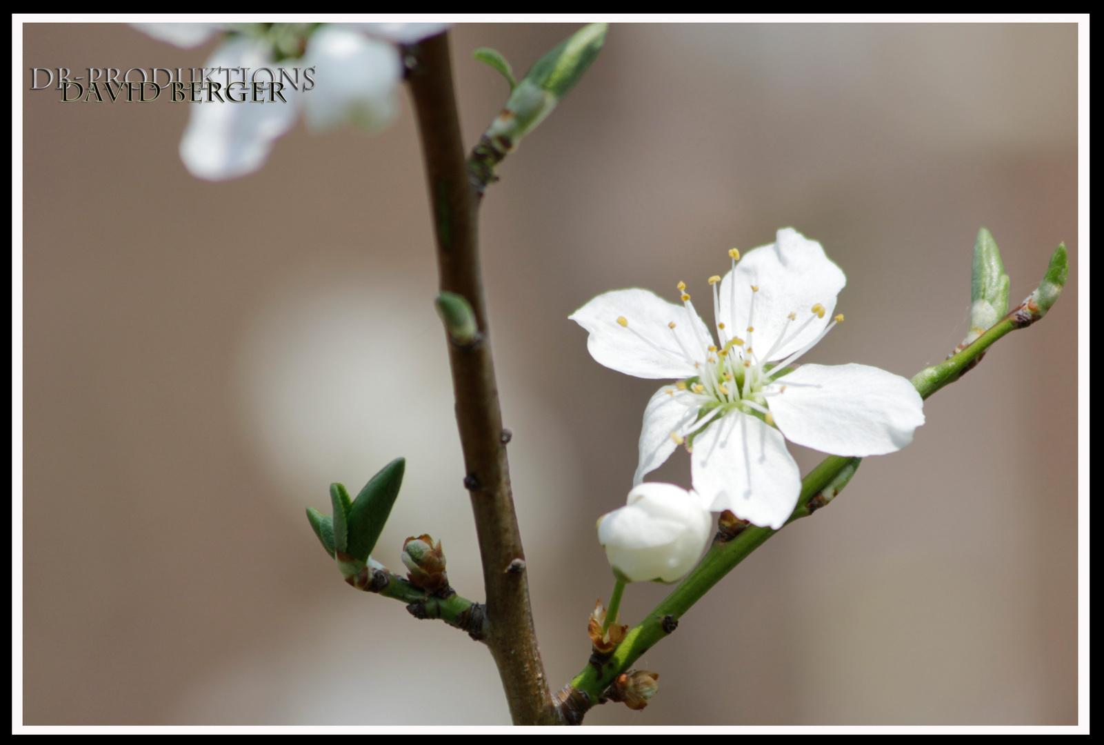 Blüte am Baum