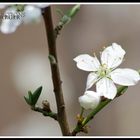 Blüte am Baum